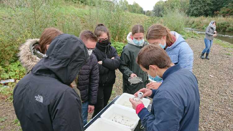 Schüler werten die Gewässerproben hinsichtlich der gefundenen Zeigerorganismen aus um die Gewässergüte zu bestimmen. Sie schauen sich einzelne Organismen durch Lupengläser an. 